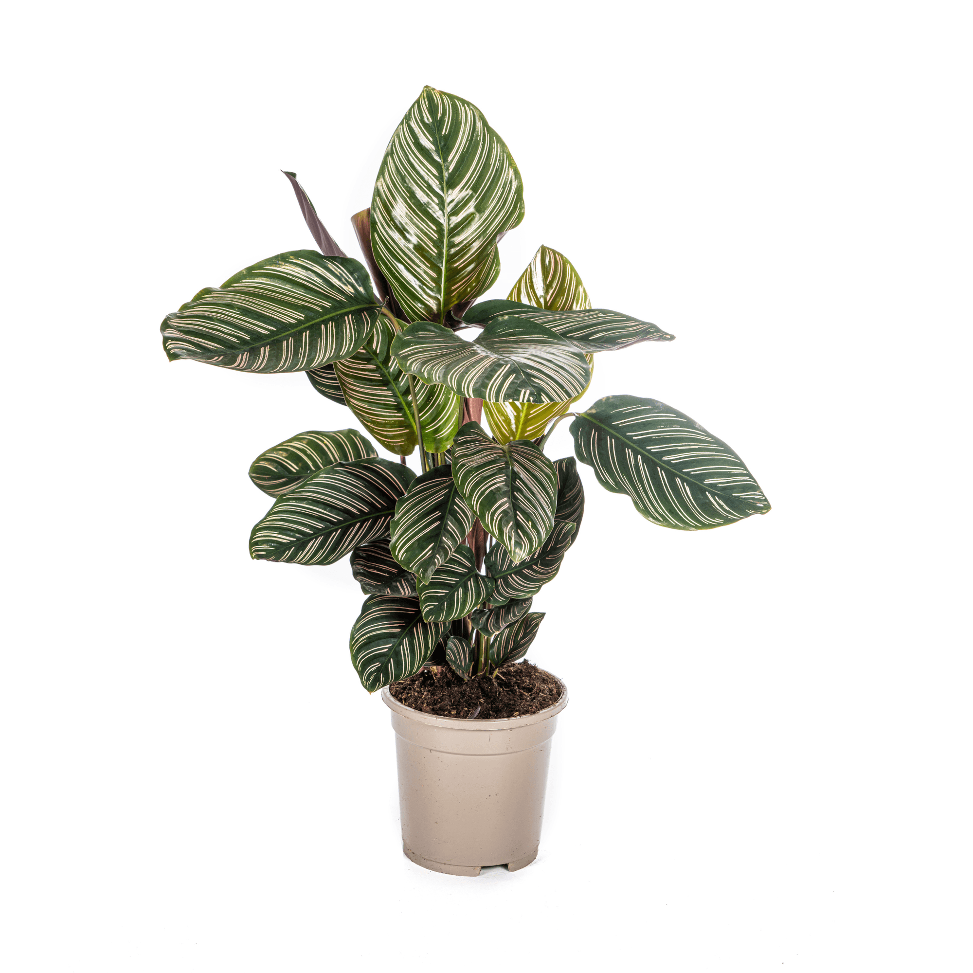 Korbmarante Calathea Ornata Sanderiana – Ø17cm – ca. 40-50cm hoch – Zimmerpflanze mit pink gestreiften Blättern – Für Wohnzimmer & Büro – Plant
