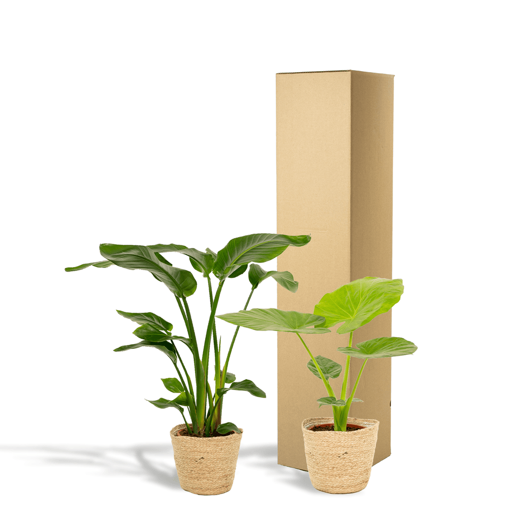 Baum – Strelitzie Strelitzia Nicolai + Alocasia Macrorrhiza + Seegras – Korb Selin – Zimmerpflanzen – Set – Ø19cm – Höhe 70-85cm – Plant