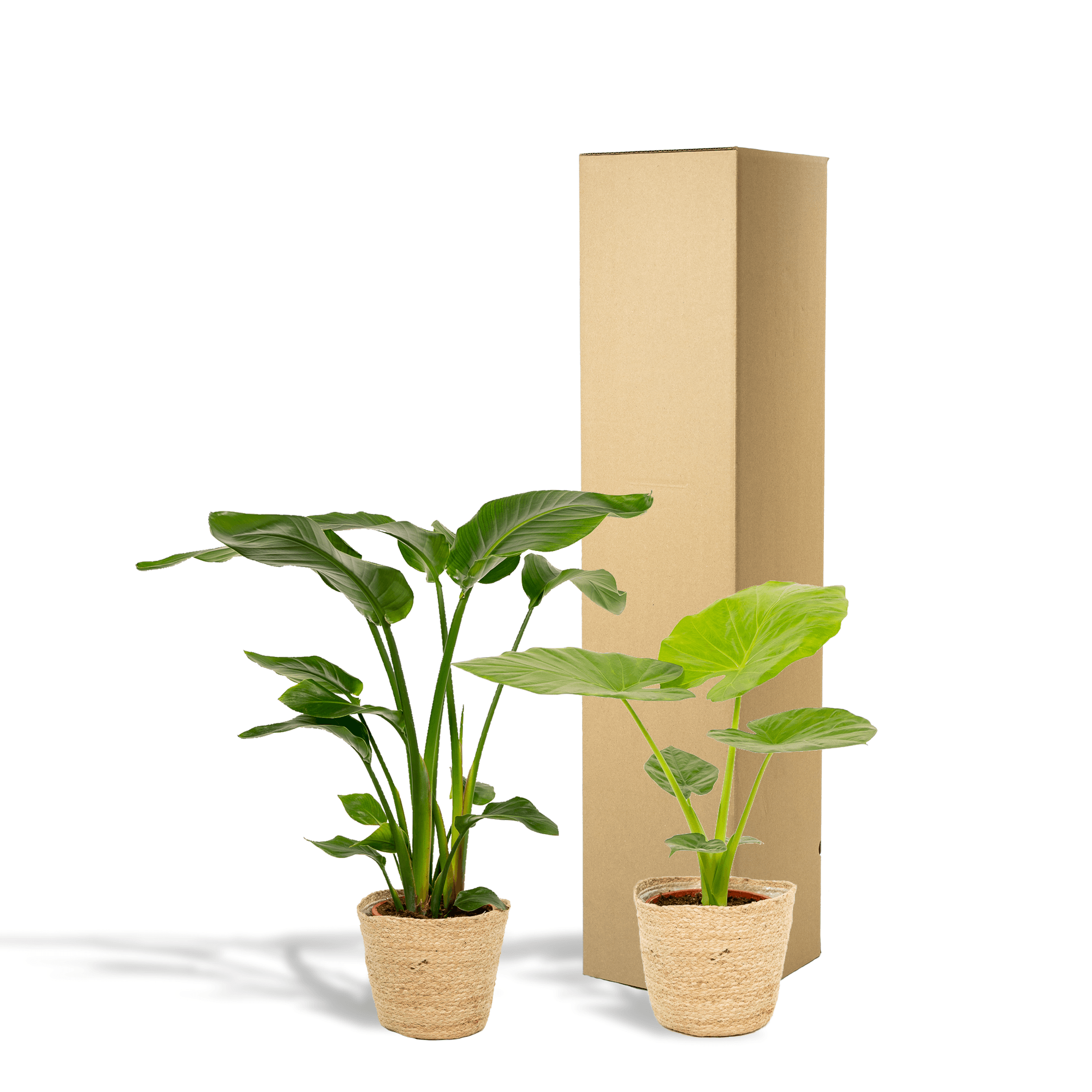Baum – Strelitzie Strelitzia Nicolai + Alocasia Macrorrhiza + Seegras – Korb Selin – Zimmerpflanzen – Set – Ø19cm – Höhe 70-85cm – Plant