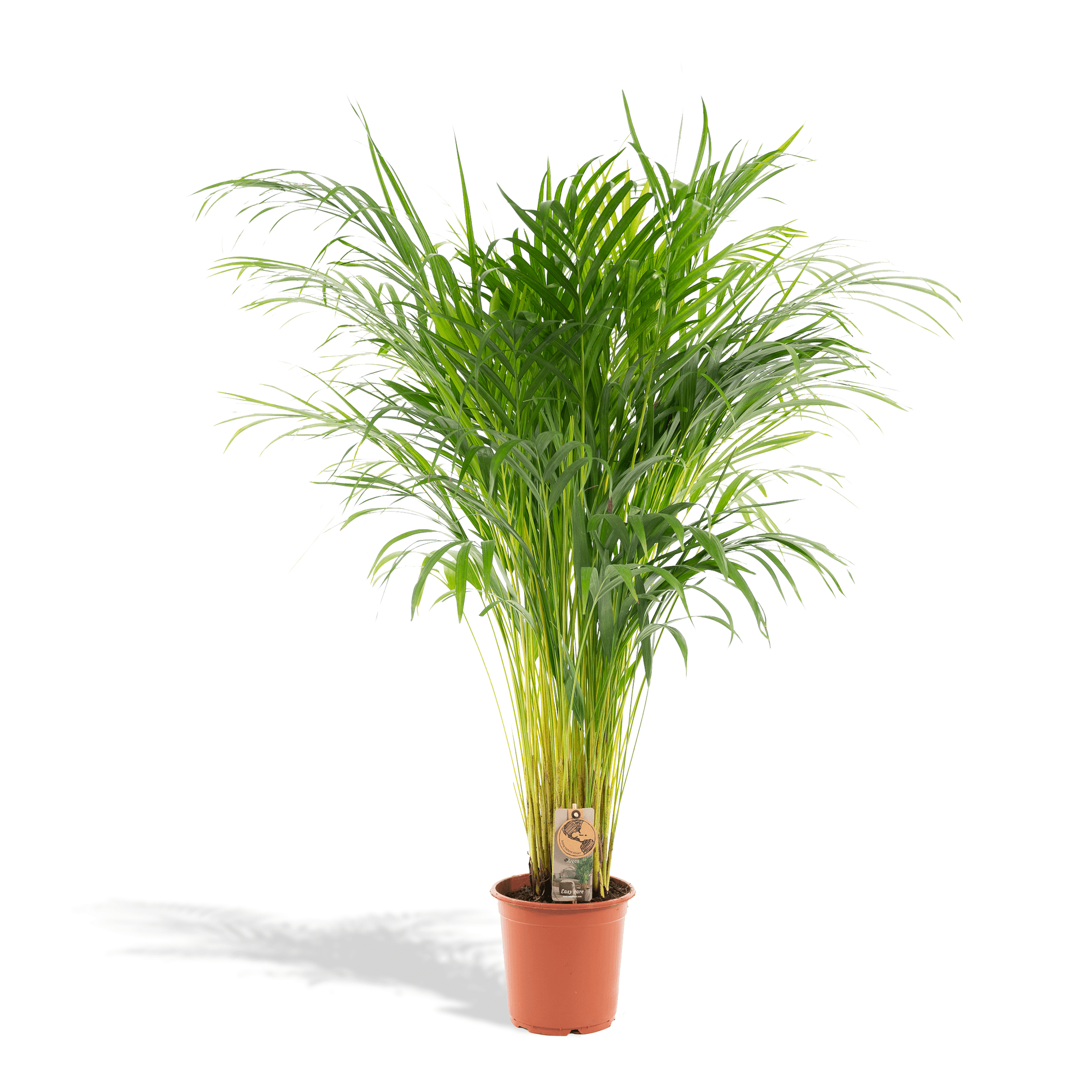 Goldfruchtpalme Areca – Zimmerpflanze Ø21cm – 110cm hoch – Luftreinigende tropische Palme für gesundes Raumklima – frisch aus der Baumschule – Plant