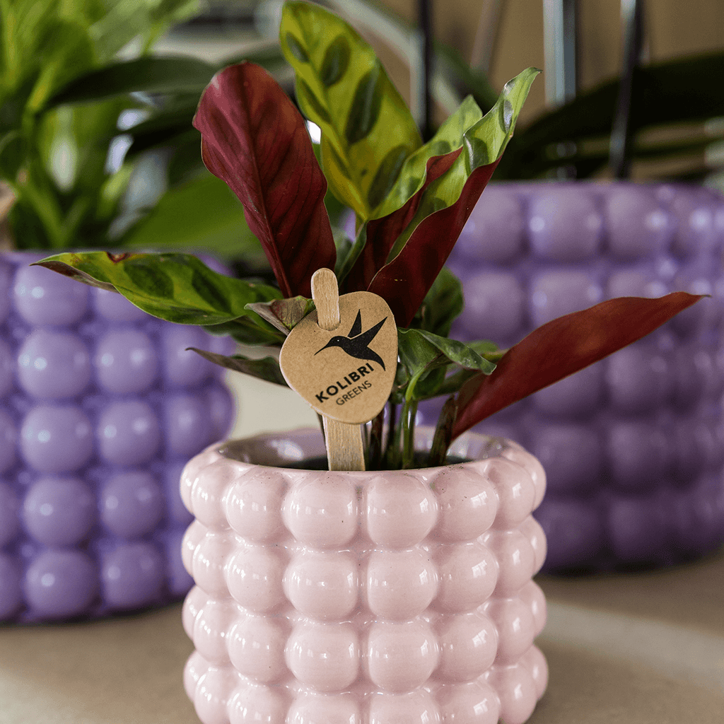 Ziertopf Poppy – Pink – Ø6cm – Kleiner Keramik Blumentopf in glänzendem Rosaton – Stilvoller Übertopf für Mini-Zimmerpflanzen, Sukkulenten & Kakteen – Plant