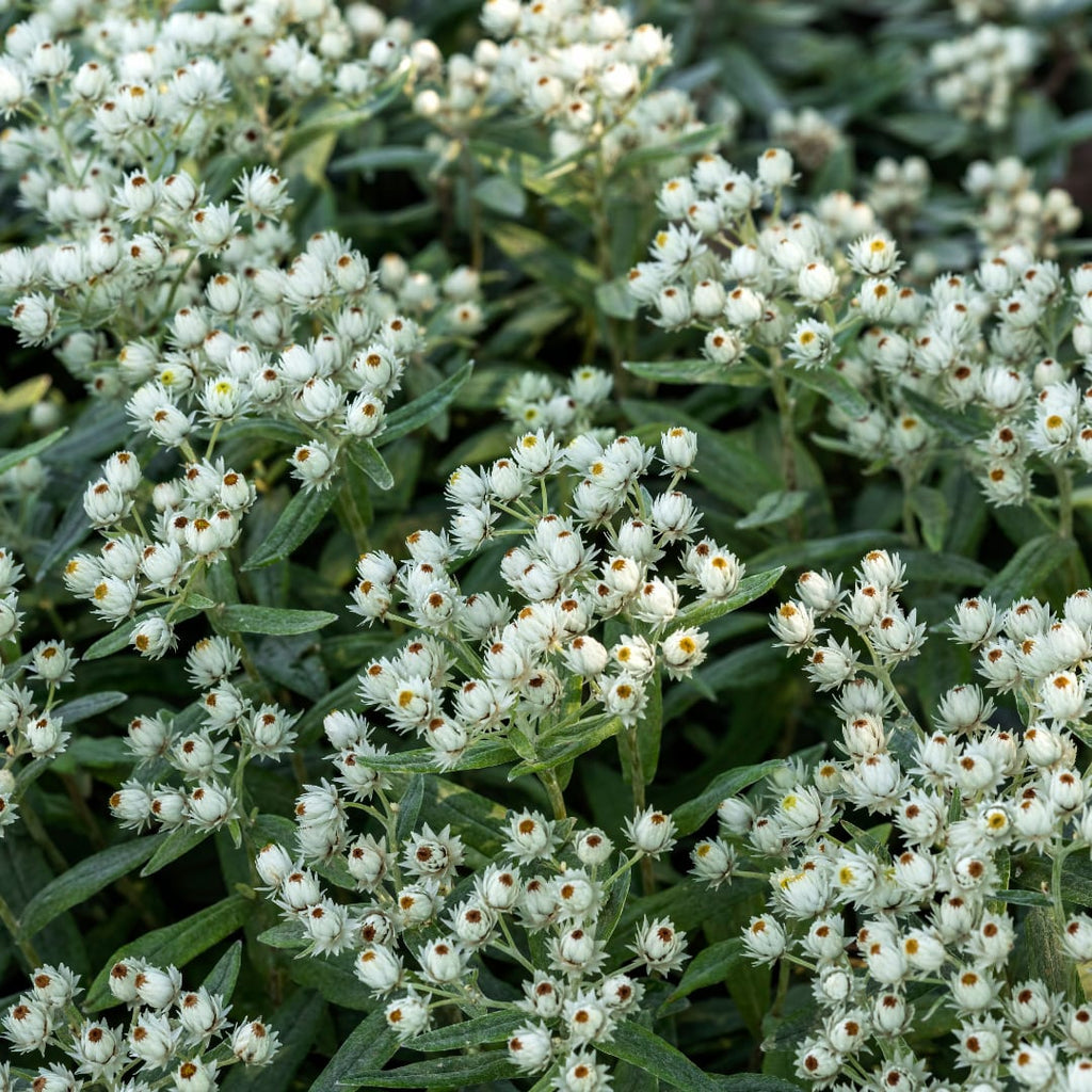 Perlkörbchen Anaphalis triplinervis – Silberstaude mit weißen Blüten – 10-25cm – Ø9cm – Winterharte Staude für sonnige Beete & Steingarten