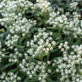 Perlkörbchen Anaphalis triplinervis – Silberstaude mit weißen Blüten – 10-25cm – Ø9cm – Winterharte Staude für sonnige Beete & Steingarten