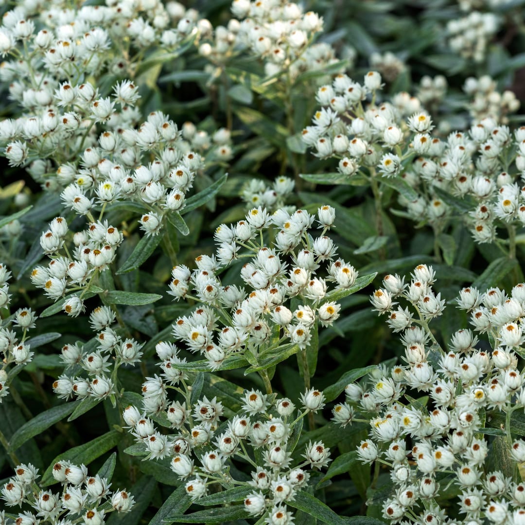 Perlkörbchen Anaphalis triplinervis – Silberstaude mit weißen Blüten – 10-25cm – Ø9cm – Winterharte Staude für sonnige Beete & Steingarten