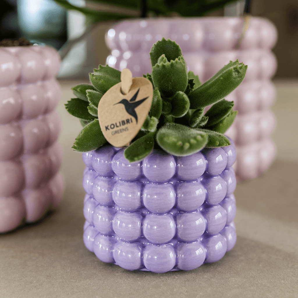 Ziertopf Poppy – Purple – Ø6cm – Kleiner Keramik Blumentopf in glänzendem Violett – Stilvoller Übertopf für Mini-Zimmerpflanzen, Sukkulenten & Kakteen – Plant