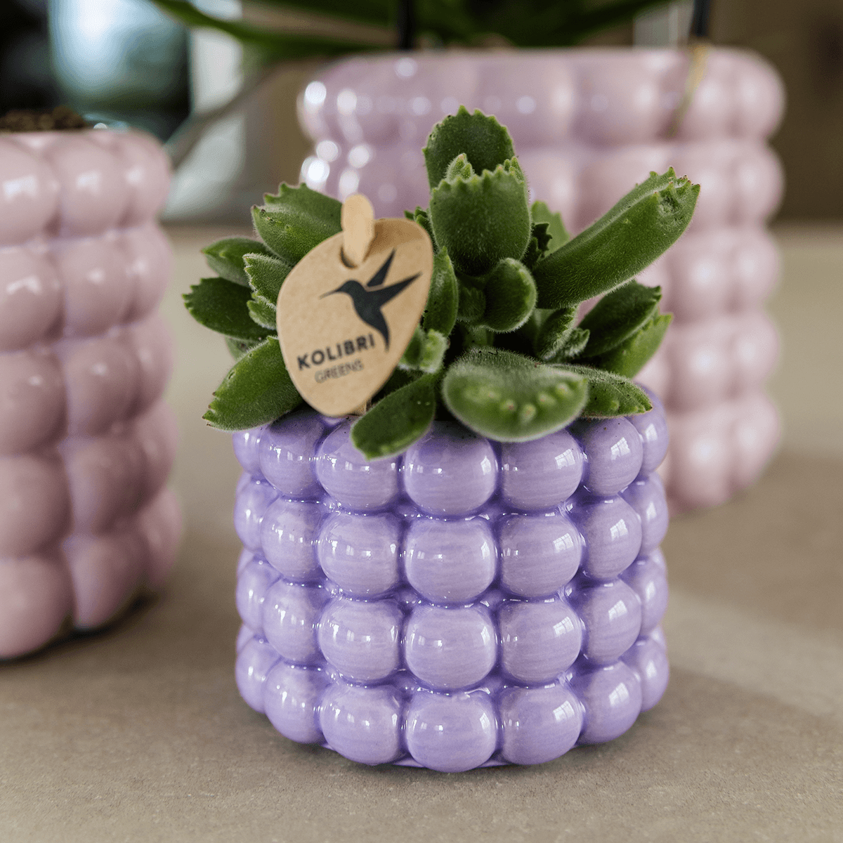 Ziertopf Poppy – Purple – Ø6cm – Kleiner Keramik Blumentopf in glänzendem Violett – Stilvoller Übertopf für Mini-Zimmerpflanzen, Sukkulenten & Kakteen – Plant
