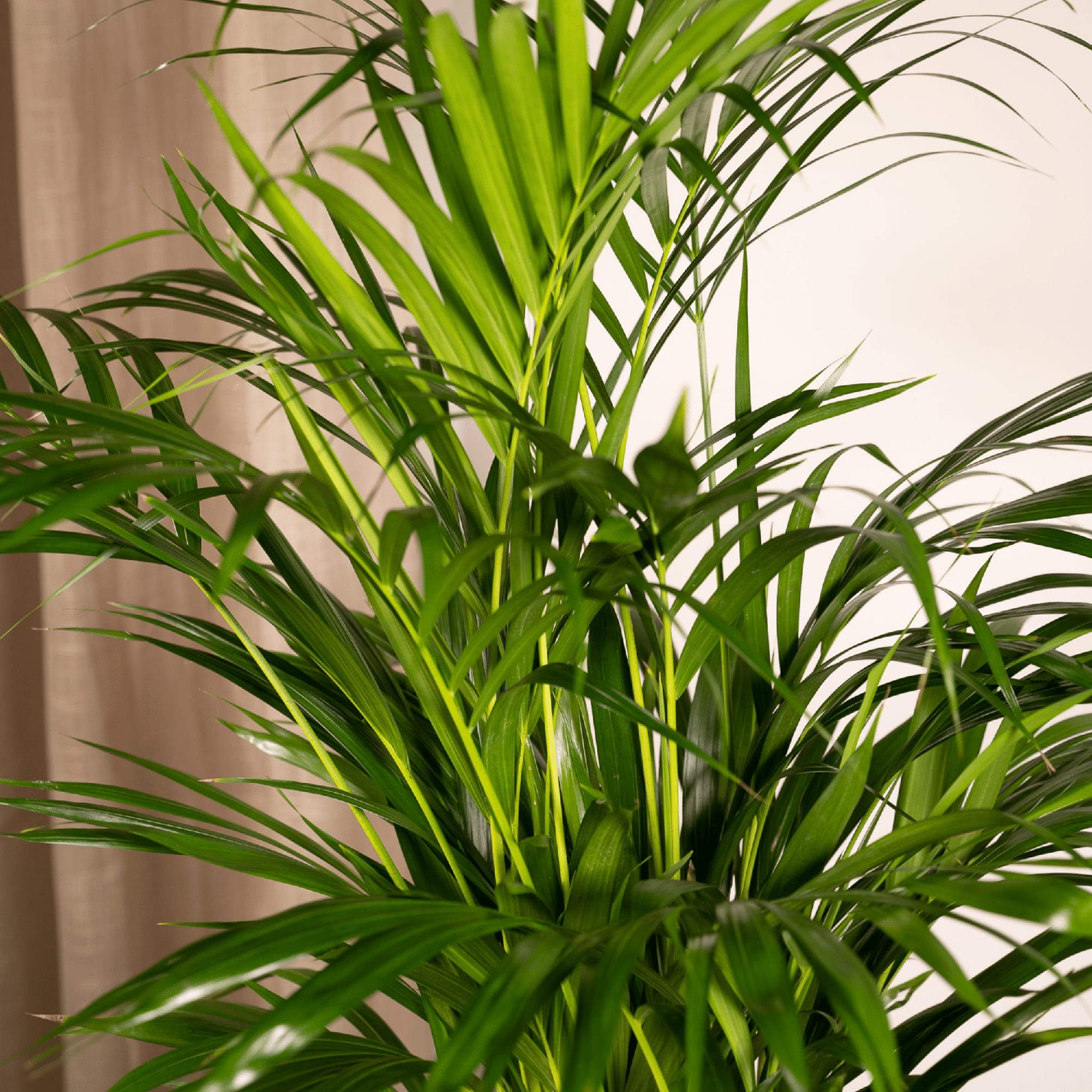 Areca – Palme – Dypsis lutescens – Ø17cm x ↕70cm – Goldpalme als tropische Zimmerpflanze – Luftreinigend, pflegeleicht & dekorativ – Plant