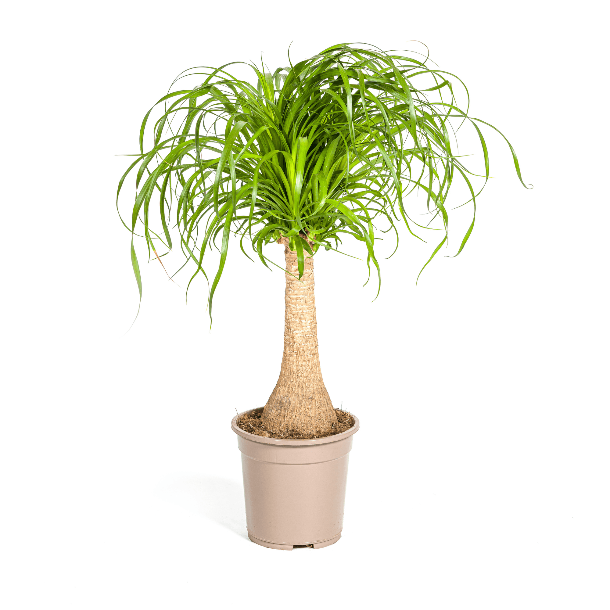 Elefantenfuß Beaucarnea Recurvata – Zimmerpflanze – Ø21cm – 60-80cm Höhe – Trockenheitsverträglich & pflegeleicht – Plant