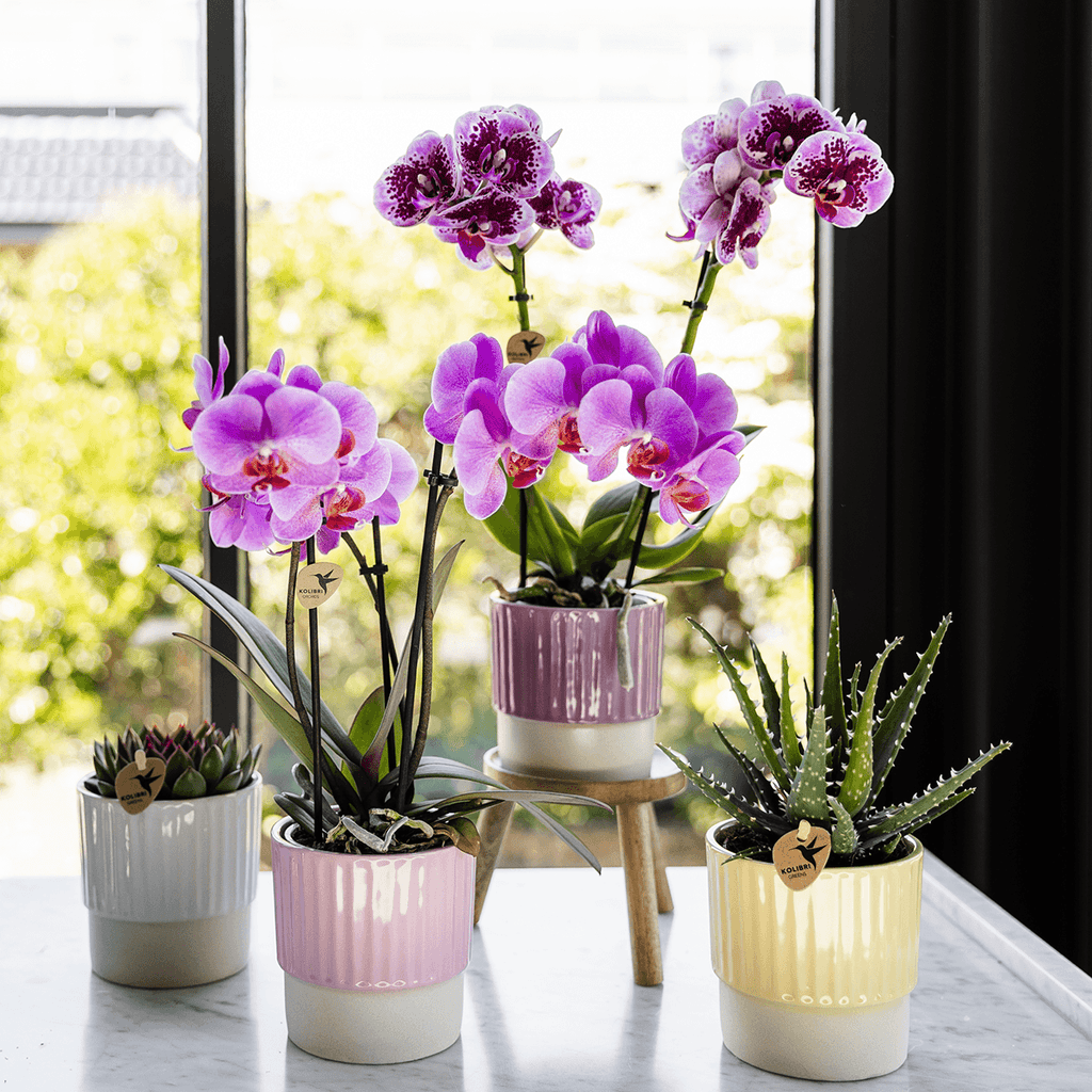 Violett – Rosa Phalaenopsis Orchidee – Frederikstad – Ø9cm – Blühende Zimmerpflanze mit 2-3 kräftigen Trieben – Plant