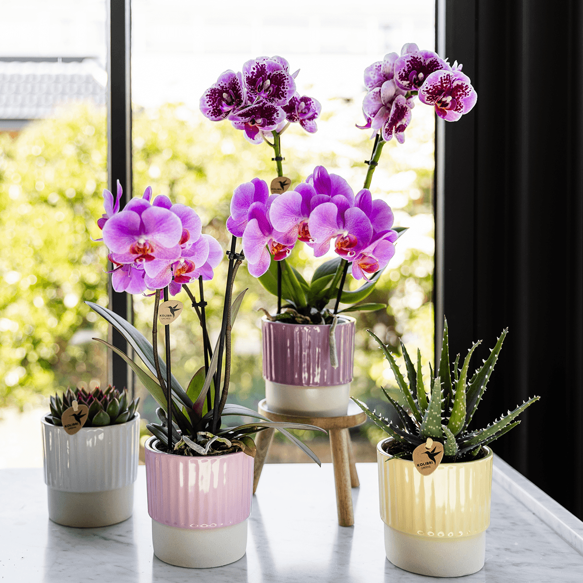 Violett – Rosa Phalaenopsis Orchidee – Frederikstad – Ø9cm – Blühende Zimmerpflanze mit 2-3 kräftigen Trieben – Plant