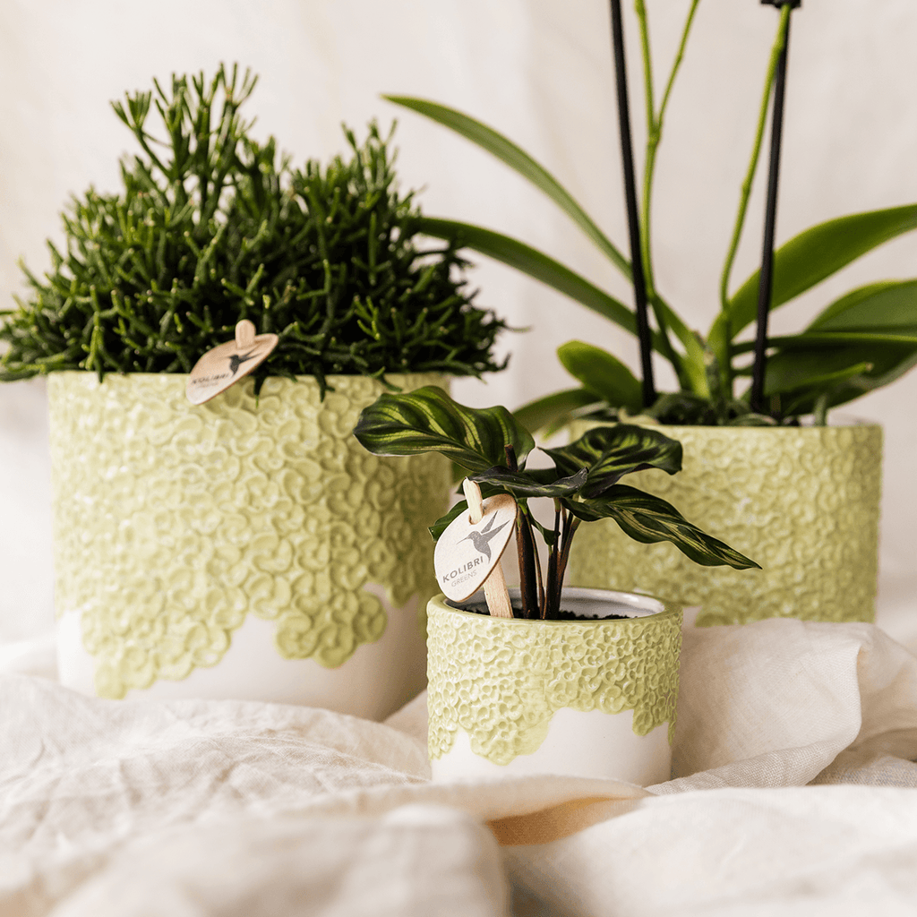 Pflanzenset 3 – teilig – gelbe Albenga Orchidee 9cm + 2 Grünpflanzen inkl. Übertöpfe – Bloom Green 6cm, 9cm, 12cm – Deko für Wohnzimmer & Büro