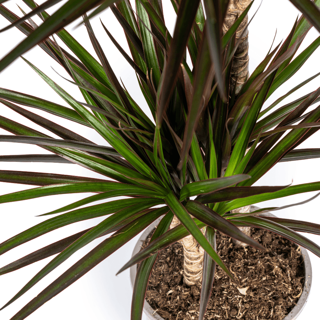 Drachenbaum Dracaena Marginata Magenta – Zimmerpflanze Ø19cm – 70-90cm hoch – Grünpflanze mit magentafarbenen Blatträndern – Plant