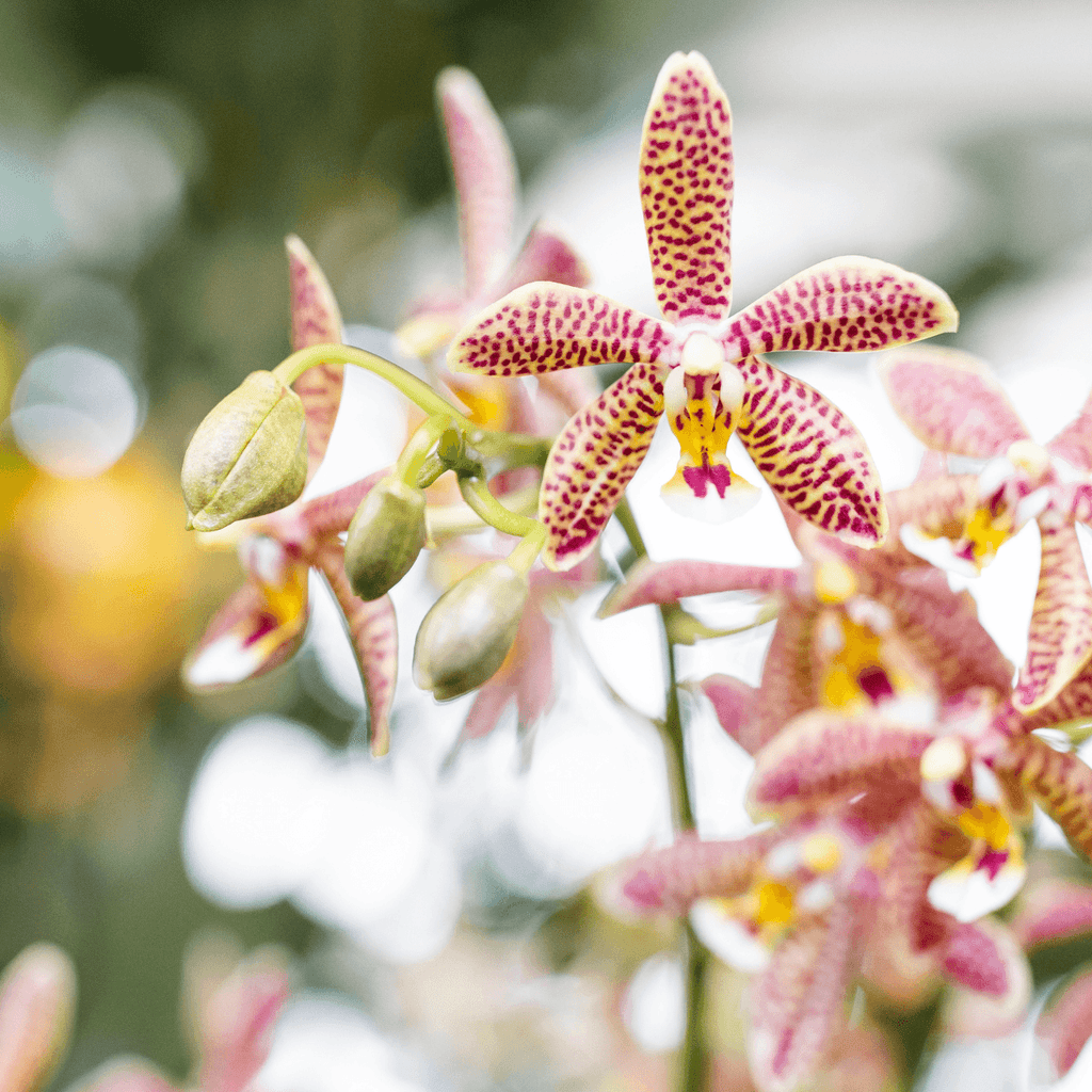 Phalaenopsis Orchidee Spider – Orange – Ø9cm – Blühende Zimmerpflanze mit einzigartigem Muster – Elegante & pflegeleichte Orchidee frisch vom Züchter – Plant