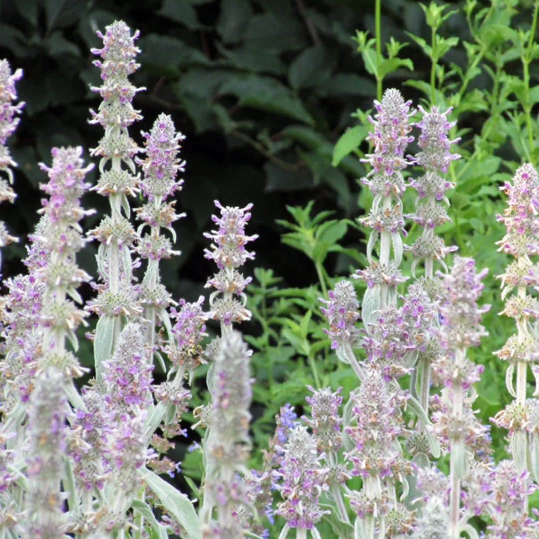 Stachys byzantina Silver Carpet – Ø9cm – Höhe 10-25cm – Winterharte Bodendecker Staude – Silberlaub