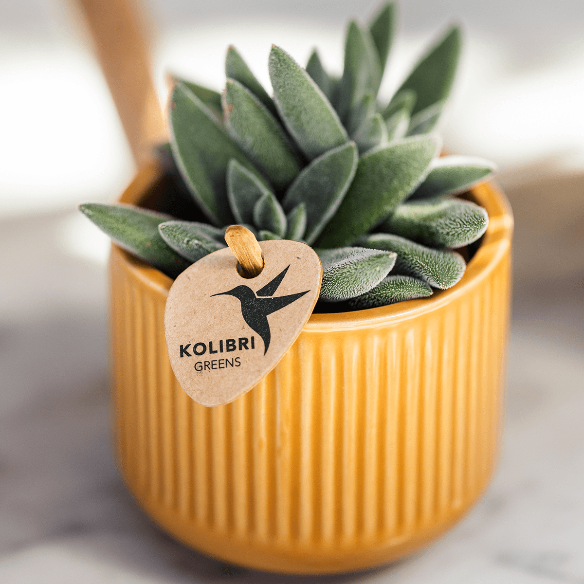 Dekotopf Flare ocker Ø6cm – Mini Blumentopf mit Rillenmuster – runder Retro – Übertopf im 70er – Design – Zimmerpflanzen – Pot