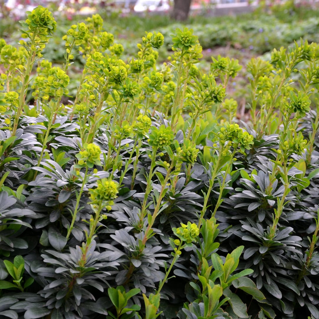 Euphorbia amygdaloides Robbiae – Ø9cm – Höhe10-25cm – Immergrüner Bodendecker für Schatten & Halbschatten – Gelbgrüne Blüten im Frühjahr