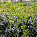 Euphorbia amygdaloides Robbiae – Ø9cm – Höhe10-25cm – Immergrüner Bodendecker für Schatten & Halbschatten – Gelbgrüne Blüten im Frühjahr