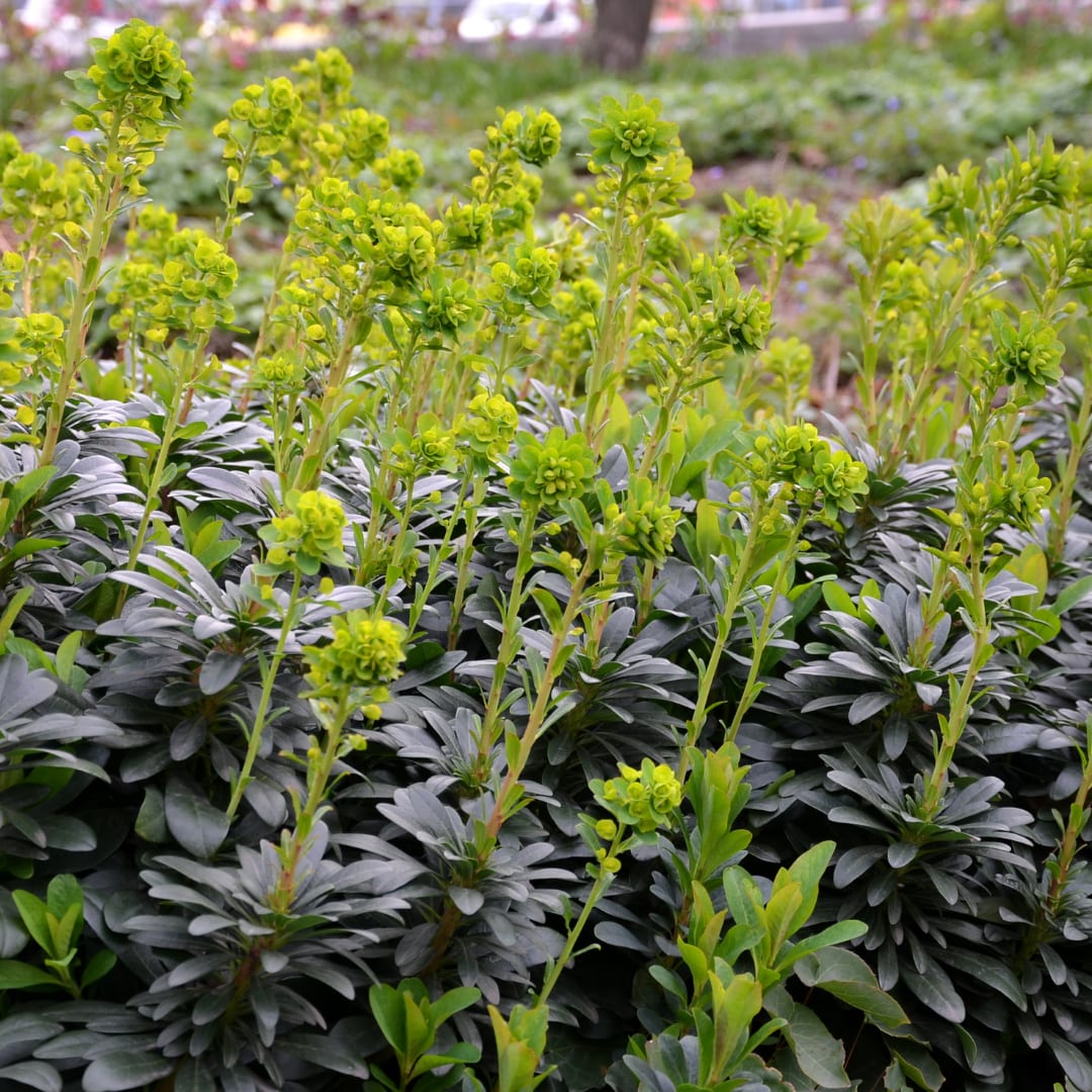 Euphorbia amygdaloides Robbiae – Ø9cm – Höhe10-25cm – Immergrüner Bodendecker für Schatten & Halbschatten – Gelbgrüne Blüten im Frühjahr