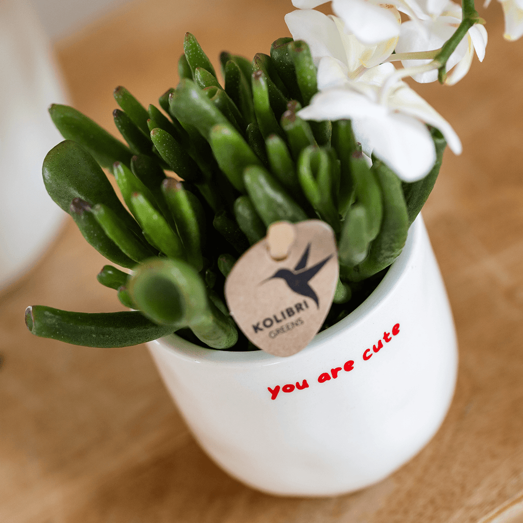 Geschenkset Love You – Rote Phalaenopsis Orchidee Congo mit Sukkulente – Love Übertöpfe auf Cloud Plate – Pflanzen Geschenkset Valentinstag Geburtstag