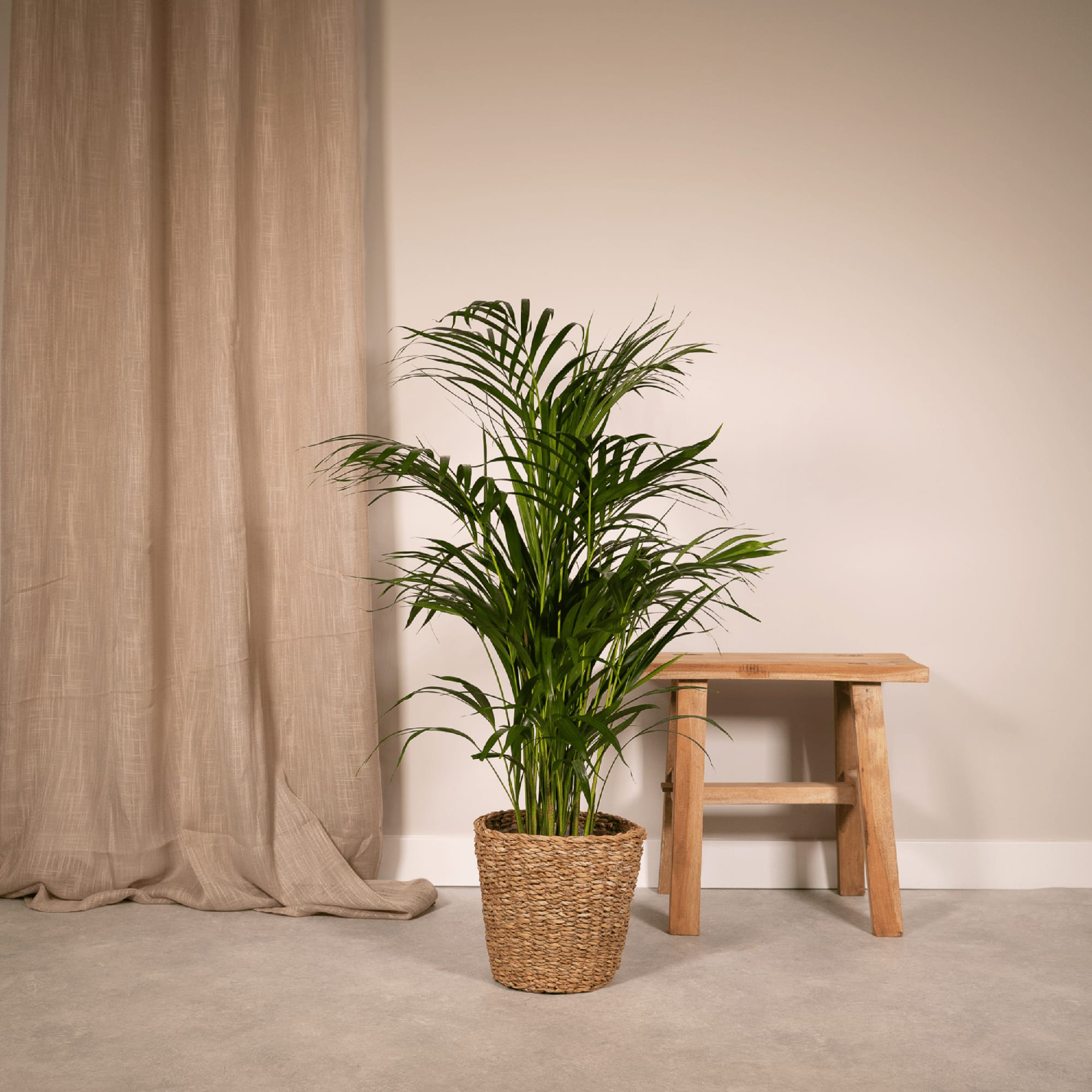 Areca – Palme – Dypsis lutescens – Ø17cm x ↕70cm – Goldpalme als tropische Zimmerpflanze – Luftreinigend, pflegeleicht & dekorativ – Plant