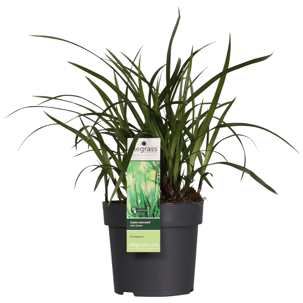 Carex morrowii 'Irish Green' – 3 Pflanzen – Immergrünes Ziergras – Ø14cm – Höhe ca. 30cm – robustes Garten – Gras für Sonne & Schatten – Plant