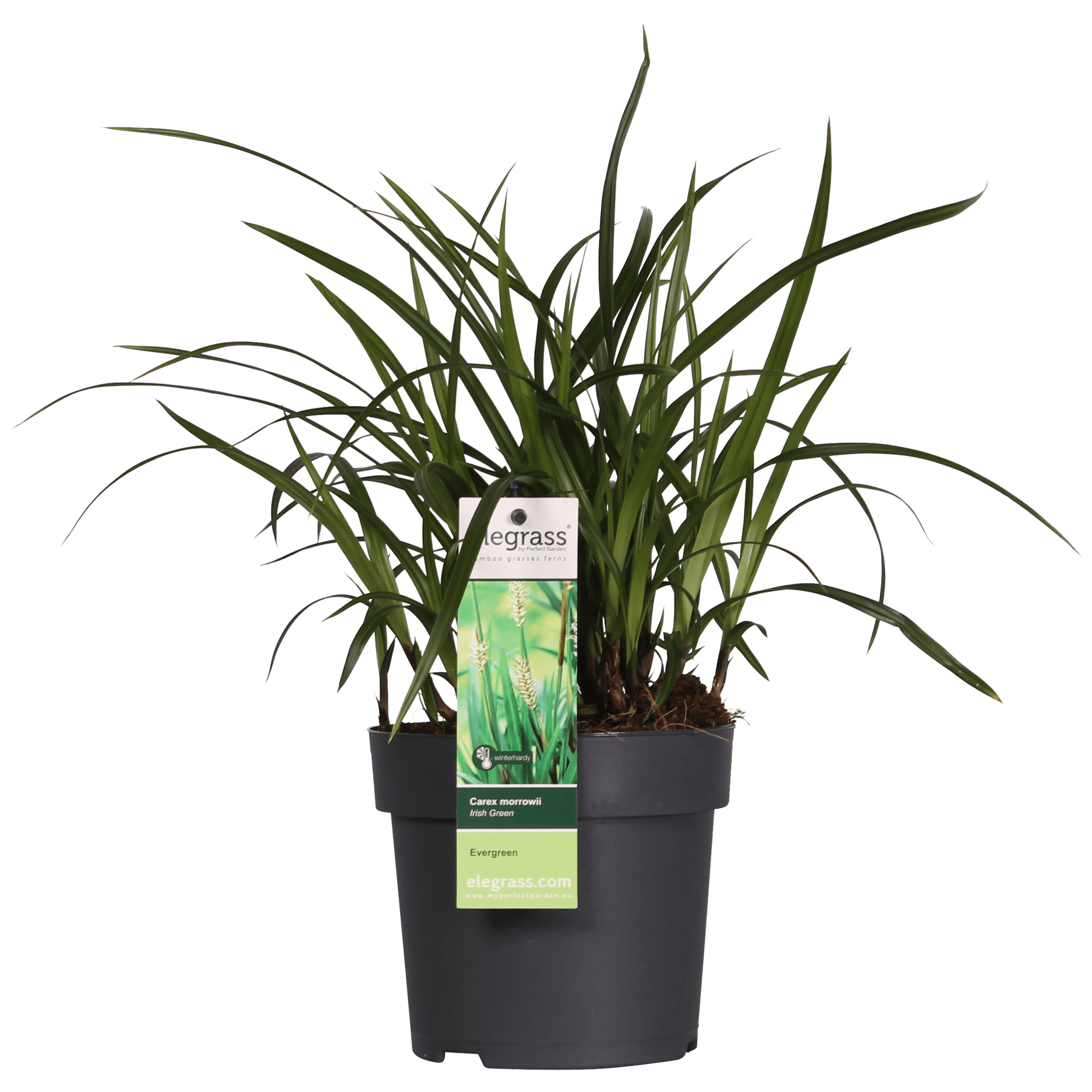 Carex morrowii 'Irish Green' – 3 Pflanzen – Immergrünes Ziergras – Ø14cm – Höhe ca. 30cm – robustes Garten – Gras für Sonne & Schatten – Plant