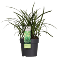 Carex morrowii 'Irish Green' – Immergrünes Ziergras – Ø19cm ↕40cm – Robuste Gartenpflanze für Sonne & Schatten – Plant