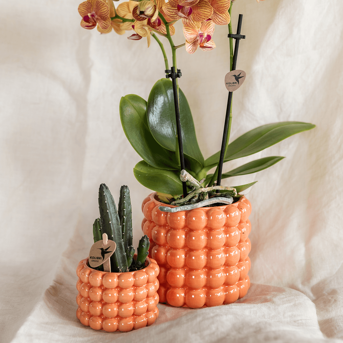 Pflanzenset Poppy Orange – Orange Phalaenopsis Orchidee Jamaica & Stapelia Sukkulente – Inklusive dekorative Keramiktöpfe – 2-Set Zimmerpflanzen – Farbe & Stil für Zuhause – Plant