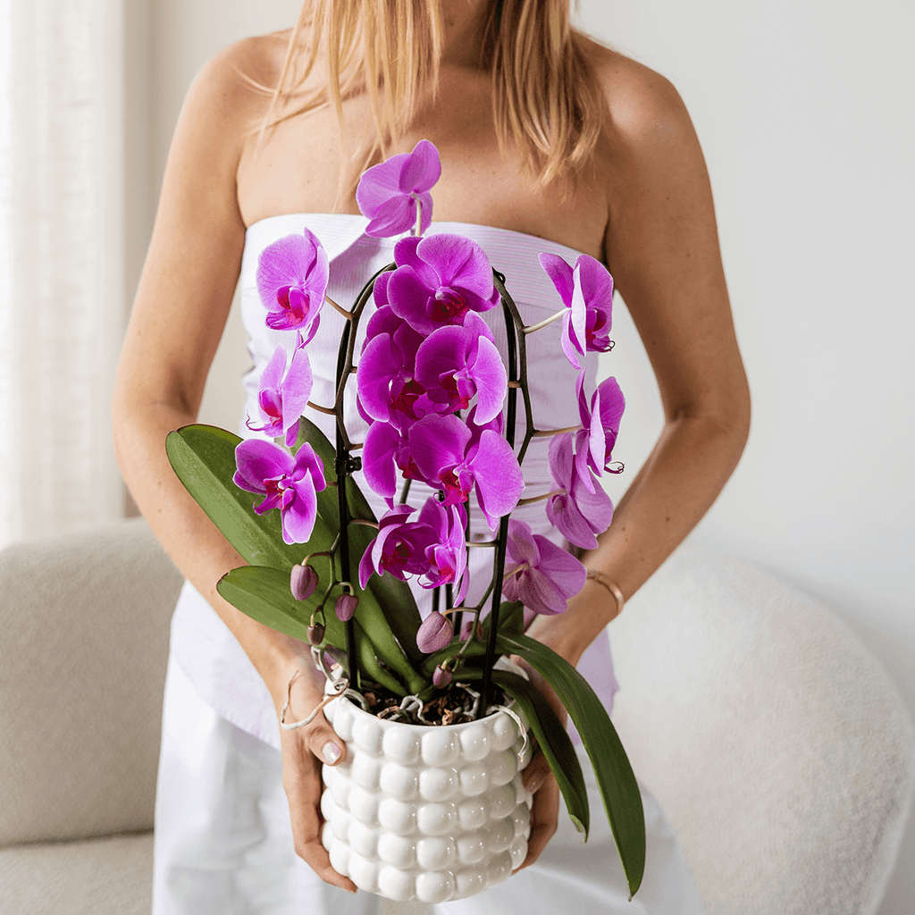 Phalaenopsis Orchidee Freeride – Ø12cm – Violett/Lila-rosa blühende Zimmerpflanze – Niagara Fall Kollektion – Blühende Orchidee frisch vom Züchter – Plant
