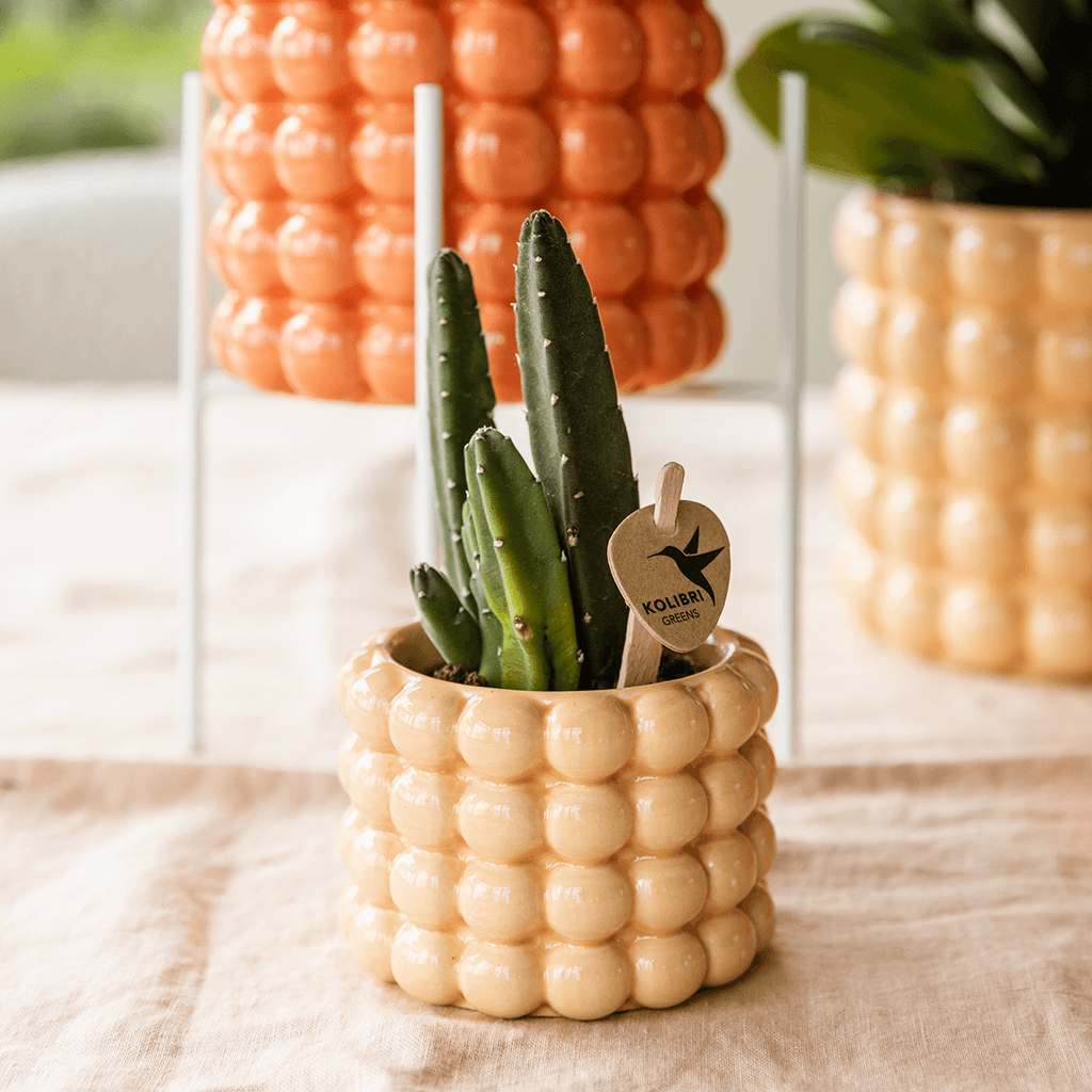 Ziertopf Poppy – Peach – Ø6cm – Kleiner Keramik Blumentopf in glänzendem Pfirsichton – Stilvoller Übertopf für Mini-Zimmerpflanzen, Sukkulenten & Kakteen – Plant