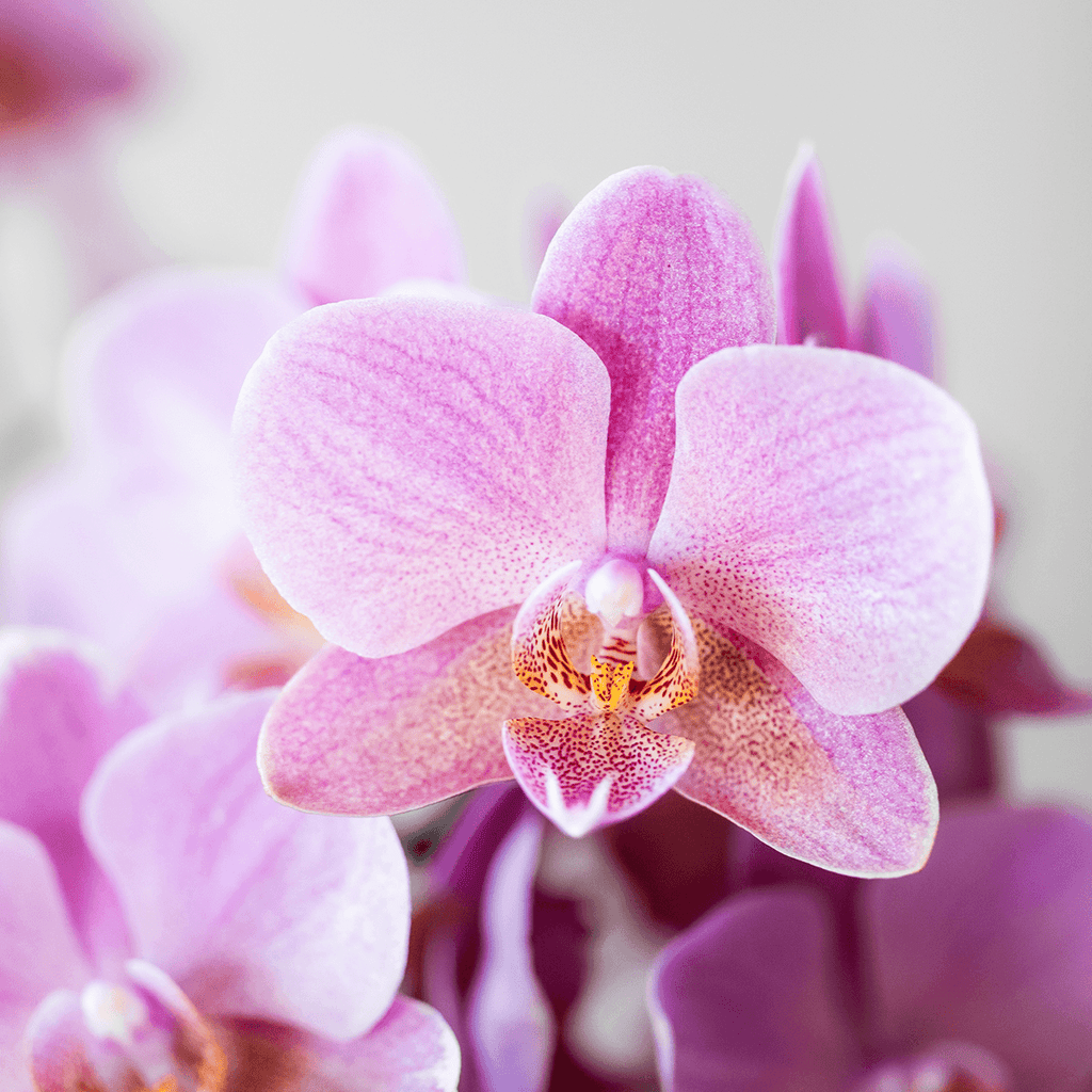 Orchideen Überraschungsbox – 2 Orchideen – 9cm – Pflanzen – Vorteilsbox – frische Lieferung direkt vom Züchter – Plant