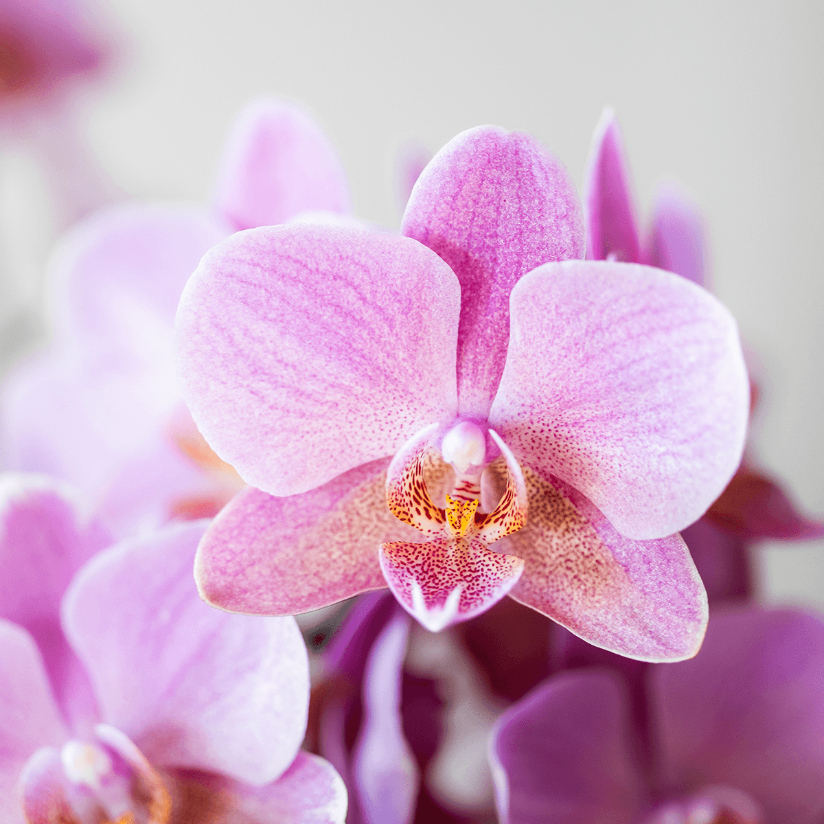 Orchideen Überraschungsbox – 2 Orchideen – 9cm – Pflanzen – Vorteilsbox – frische Lieferung direkt vom Züchter – Plant