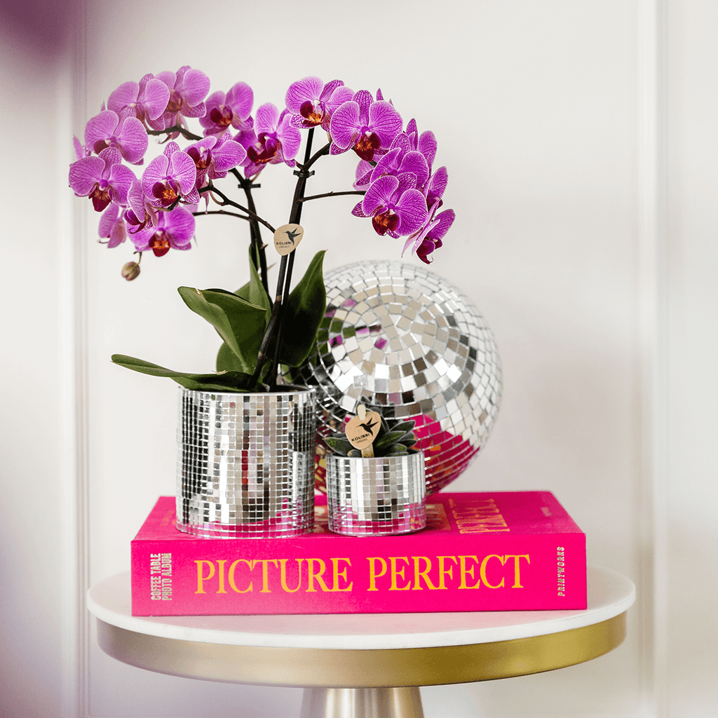 Phalaenopsis Orchideen Wien – 2 Orchideen – Ø9cm – Dunkelrosa/Violett blühende Multiflora Orchideen – Zimmerpflanzen – Frisch vom Züchter – Plant
