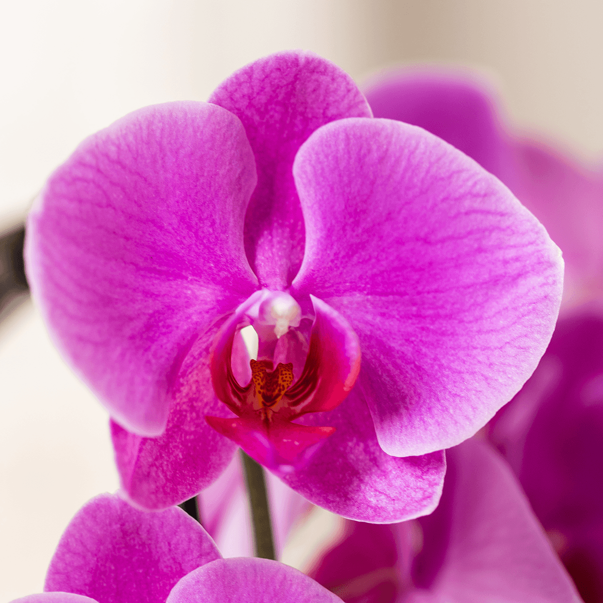 Phalaenopsis Orchidee Freeride – Ø12cm – Violett/Lila-rosa blühende Zimmerpflanze – Niagara Fall Kollektion – Blühende Orchidee frisch vom Züchter – Plant