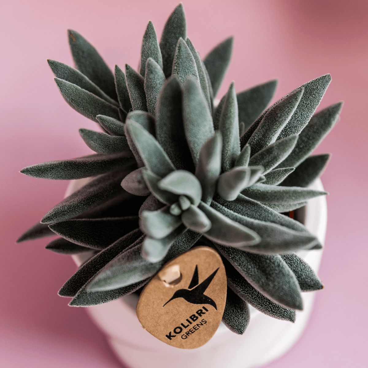 Sukkulente Crassula Tarantula – Zimmerpflanze – Ø6cm – Kompakte graugrüne Blätter – Pflegeleicht & dekorativ – Plant