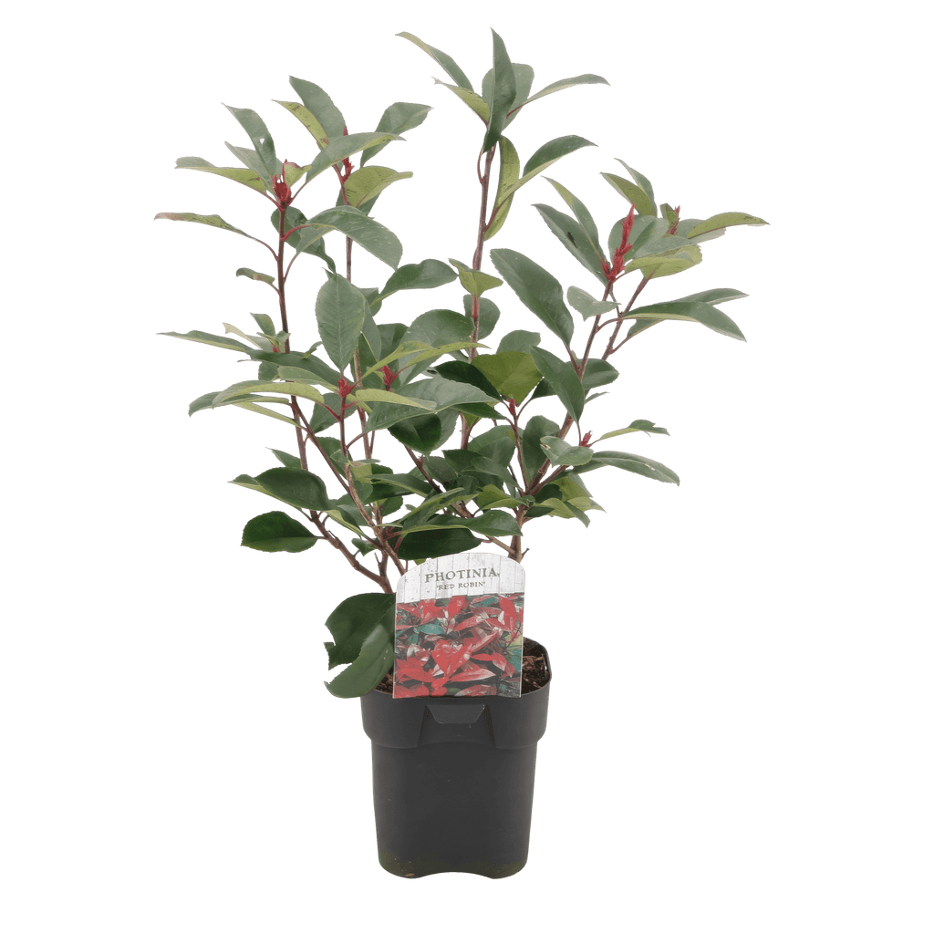 Photinia fraseri Red Robin – 6 Pflanzen für 1 laufenden Meter – Frasers Glanzmispel – Immergrüne Heckenpflanze im 17cm Topf – ca. 55cm hoch – Plant
