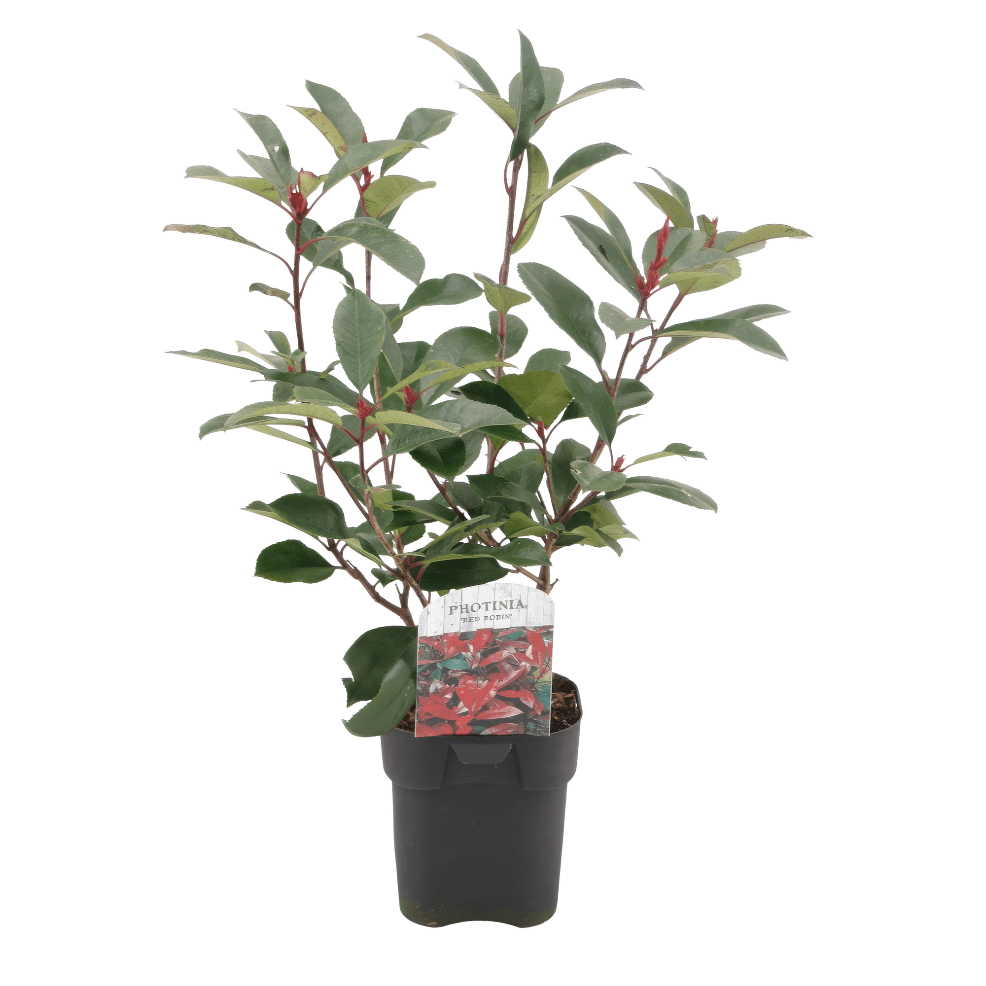Photinia fraseri Red Robin – 6 Pflanzen für 1 laufenden Meter – Frasers Glanzmispel – Immergrüne Heckenpflanze im 17cm Topf – ca. 55cm hoch – Plant