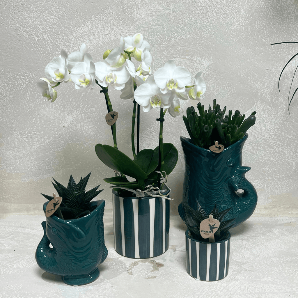 Set mit weißer Orchidee Amabilis & Sukkulenten – Blühende Zimmerpflanzen in keramischen Ziertöpfen Ø9cm & Ø6cm – Frisch vom Züchter – Plant
