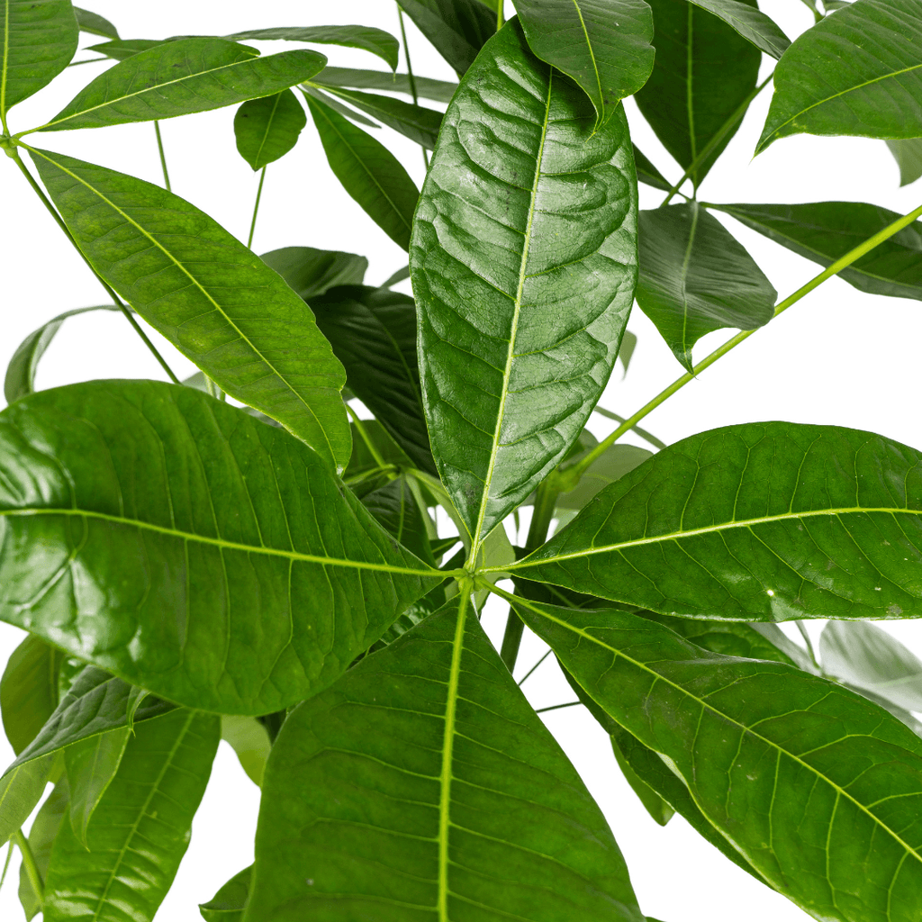 Glückskastanie Pachira Aquatica – Zimmerpflanze – Ø24cm – 120-140cm hoch – Geflochtener Stamm – Exotisch & pflegeleicht – Plant