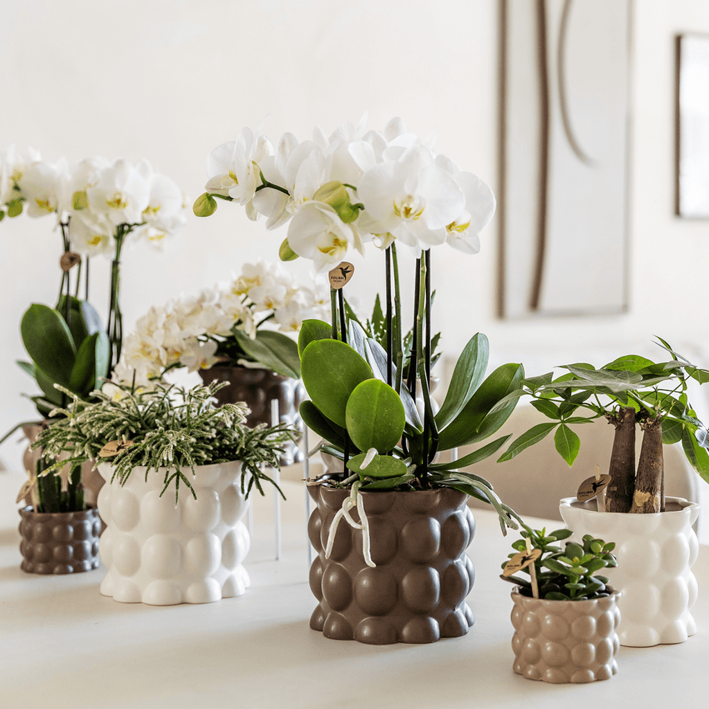 Ziertopf Cotton – Weiß – Ø9cm – Blumentopf mit matter Oberfläche – Pflanztopf aus der Slow Living Kollektion – Für kleine Zimmerpflanzen & Orchideen – Plant