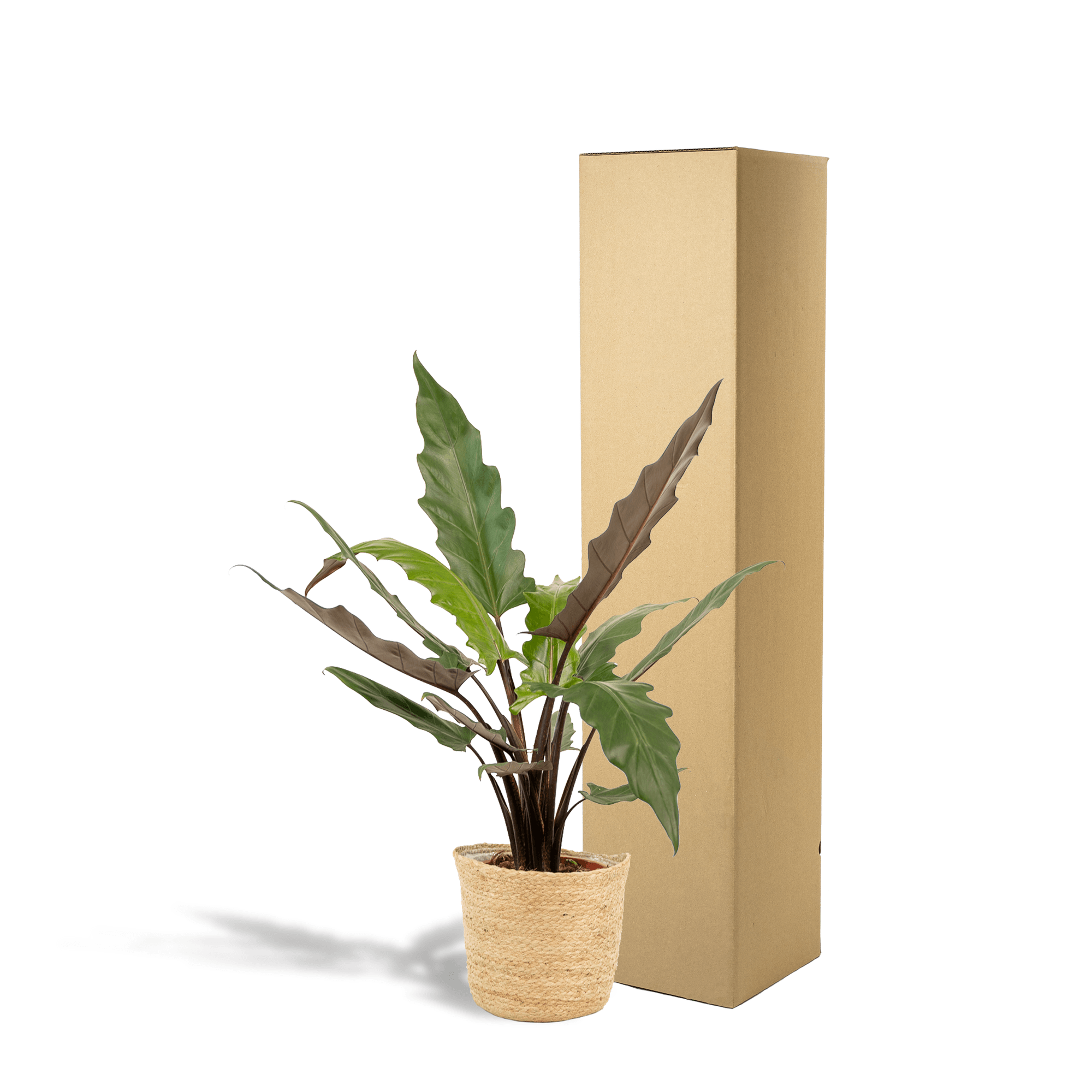 Alocasia Lauterbachiana – Pfeilblatt – Zimmerpflanze – Ø19cm – ↕80cm – inkl. Naturkorb – Elefantenohr – Luftreinigend – Pflegeleicht
