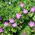 Geranium sanguineum Blut – Storchschnabel – Ø9cm – Höhe10-25cm – Blühende Staude für Beet Steingarten Bodendecker