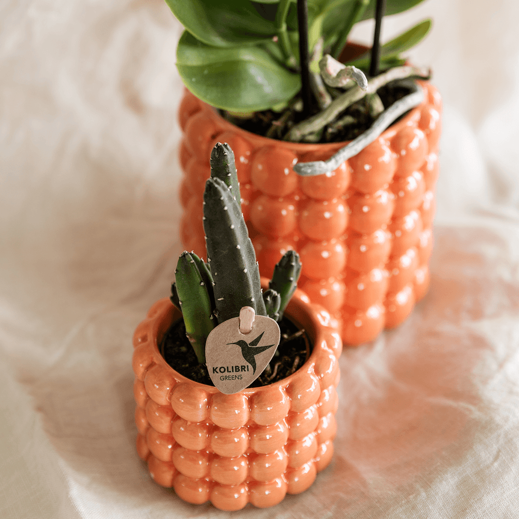 Pflanzenset Poppy Orange – Orange Phalaenopsis Orchidee Jamaica & Stapelia Sukkulente – Inklusive dekorative Keramiktöpfe – 2-Set Zimmerpflanzen – Farbe & Stil für Zuhause – Plant