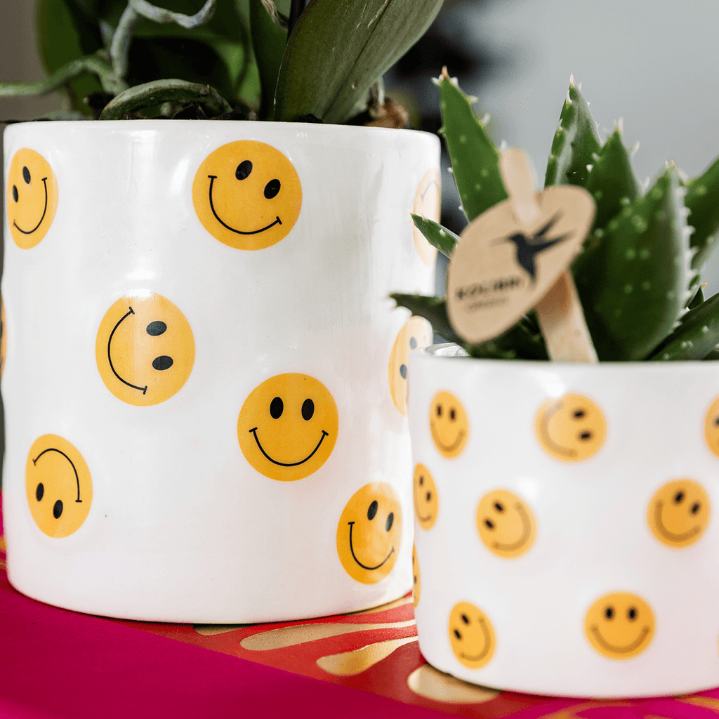 Smiley Pflanzenset – gelbe Phalaenopsis Albenga Orchidee Ø9cm + Sukkulente inkl. Keramik – Übertöpfe – fröhliche Zimmerpflanzen Deko
