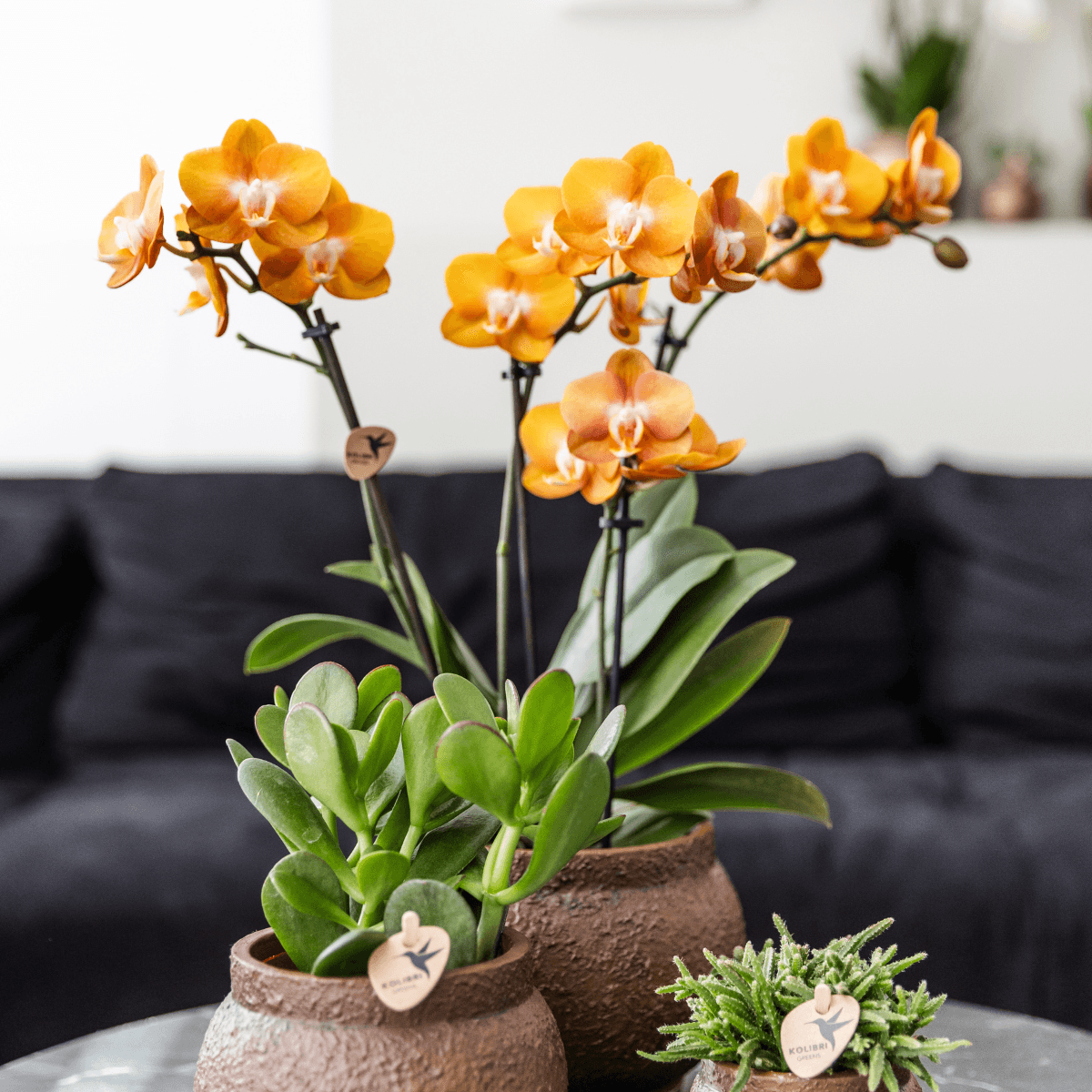 Phalaenopsis-Orchidee Las Vegas – Orange – Ø12cm – Zimmerpflanze mit 3-4 Blütenstielen – Edle Multiflora-Orchidee für Wohnung & Büro – Plant