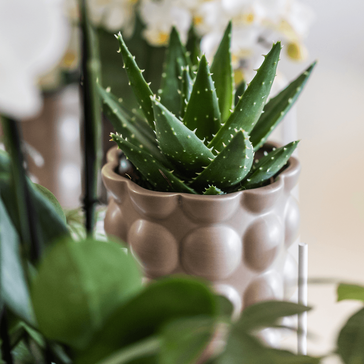 Topf Baumwolle – Sand – Ø9cm – Übertopf mit organischer Rillenstruktur – Keramik – Blumentopf für Orchideen & Zimmerpflanzen – Plant