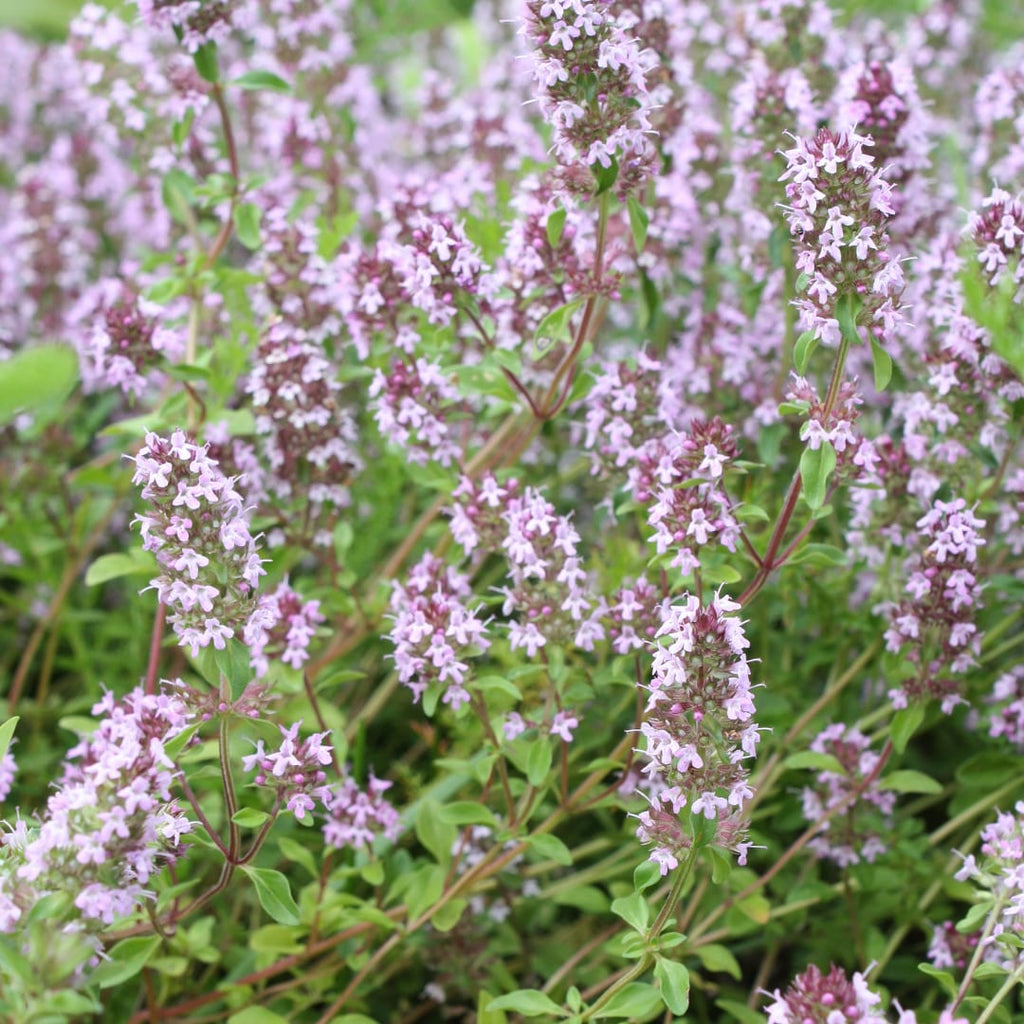 Thymus vulgaris Gartenthymian – Ø9cm – Höhe 10-25cm – Winterhartes Küchenkraut – Aromatisch