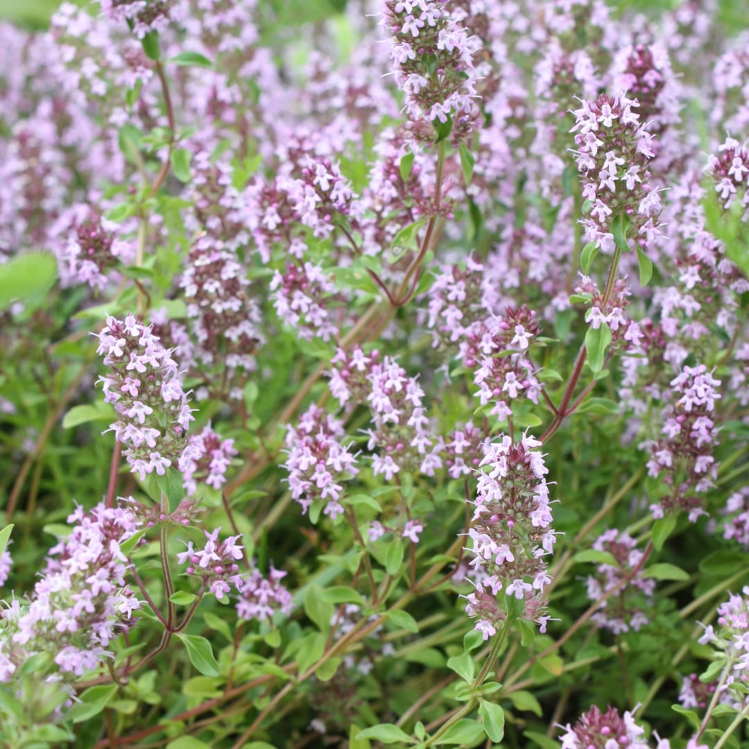 Thymus vulgaris Gartenthymian – Ø9cm – Höhe 10-25cm – Winterhartes Küchenkraut – Aromatisch