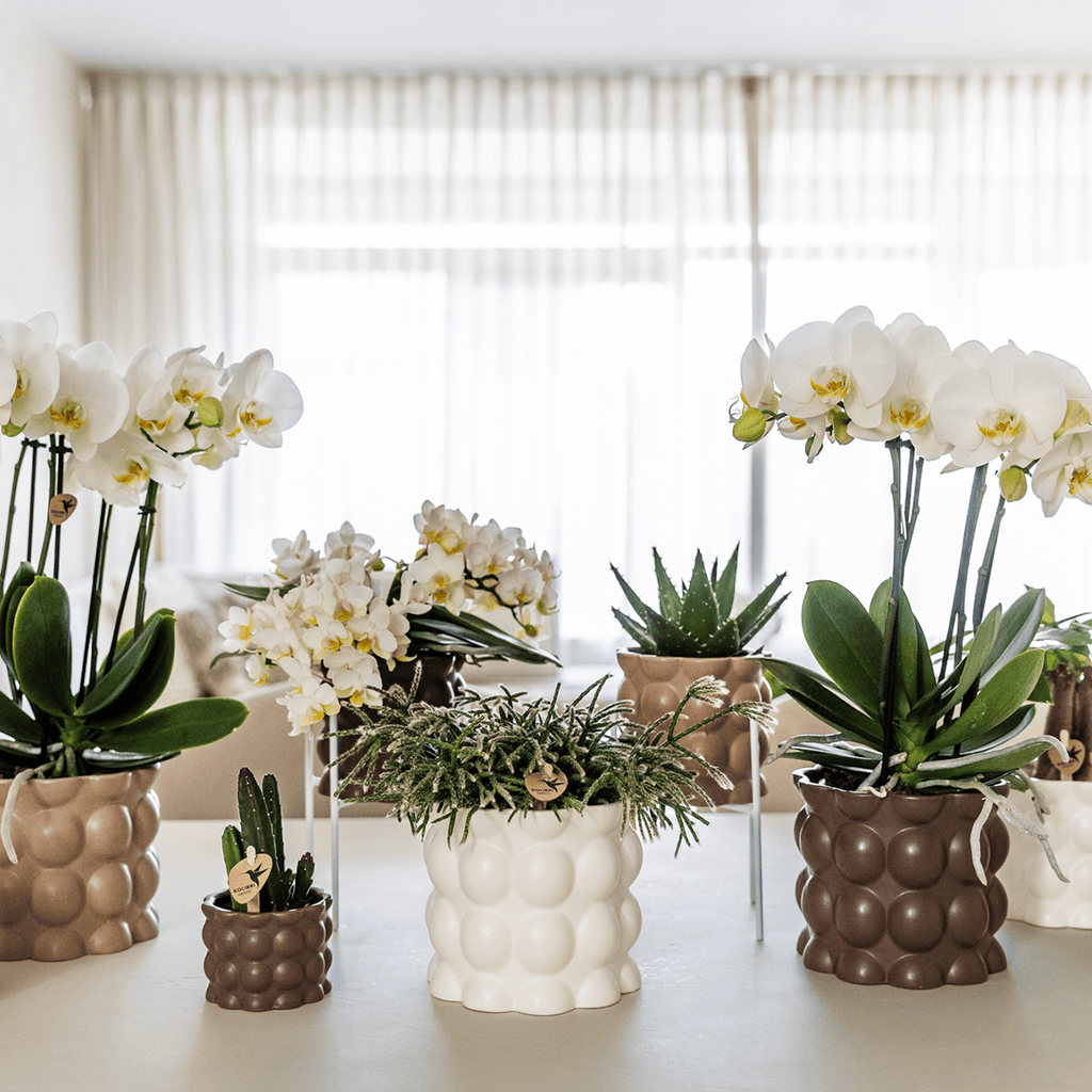 Ziertopf Cotton – Weiß – Ø9cm – Blumentopf mit matter Oberfläche – Pflanztopf aus der Slow Living Kollektion – Für kleine Zimmerpflanzen & Orchideen – Plant