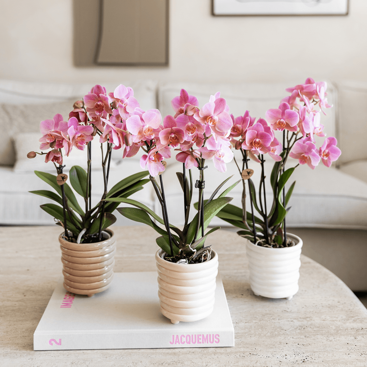 Phalaenopsis Orchideen Treviso – altrosa Blüten – Ø9cm – Blühende Zimmerpflanzen – Frisch vom Züchter – Elegante Deko & Geschenkidee – Plant